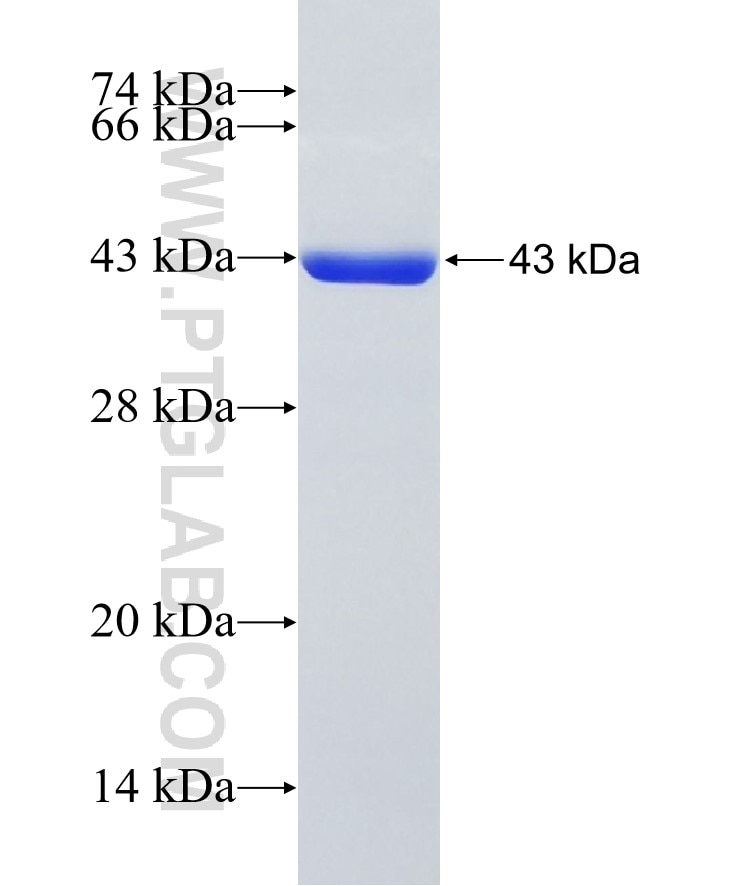 FMO1 fusion protein Ag34286 SDS-PAGE FMO1 fusion protein Ag34286 SDS-PAGE