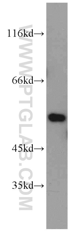 Western Blot (WB) analysis of mouse lung tissue using FMO2 Polyclonal antibody (15725-1-AP)