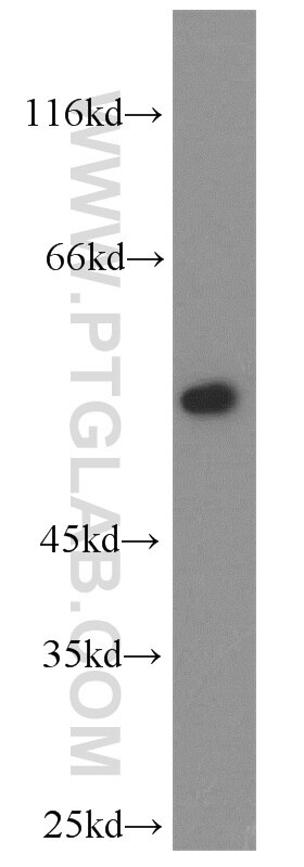 Western Blot (WB) analysis of mouse lung tissue using FMO2 Polyclonal antibody (15725-1-AP)