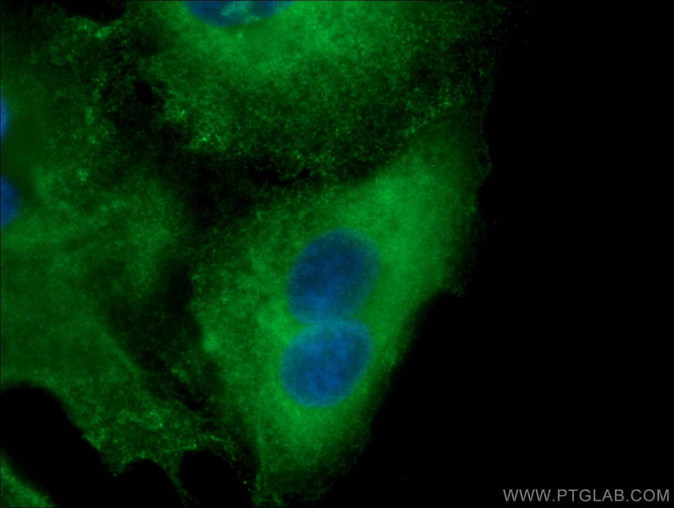 Immunofluorescence (IF) / fluorescent staining of A549 cells using FMO2 Monoclonal antibody (67019-1-Ig)