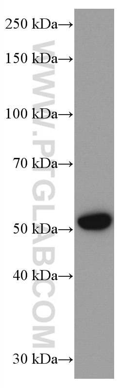 Western Blot (WB) analysis of pig lung tissue using FMO2 Monoclonal antibody (67019-1-Ig)