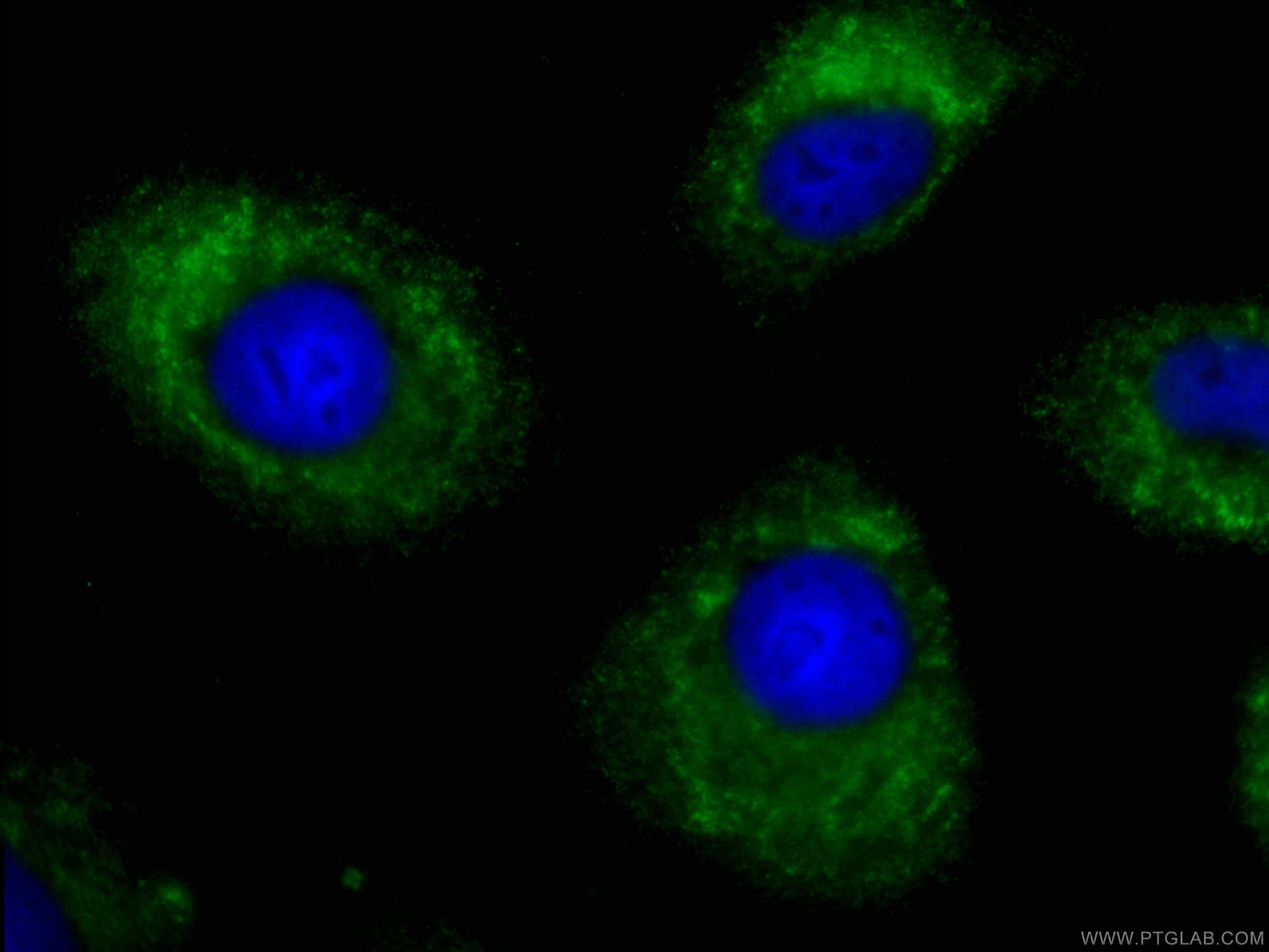 Immunofluorescence (IF) / fluorescent staining of A549 cells using CoraLite® Plus 488-conjugated FMO2 Monoclonal anti (CL488-67019)