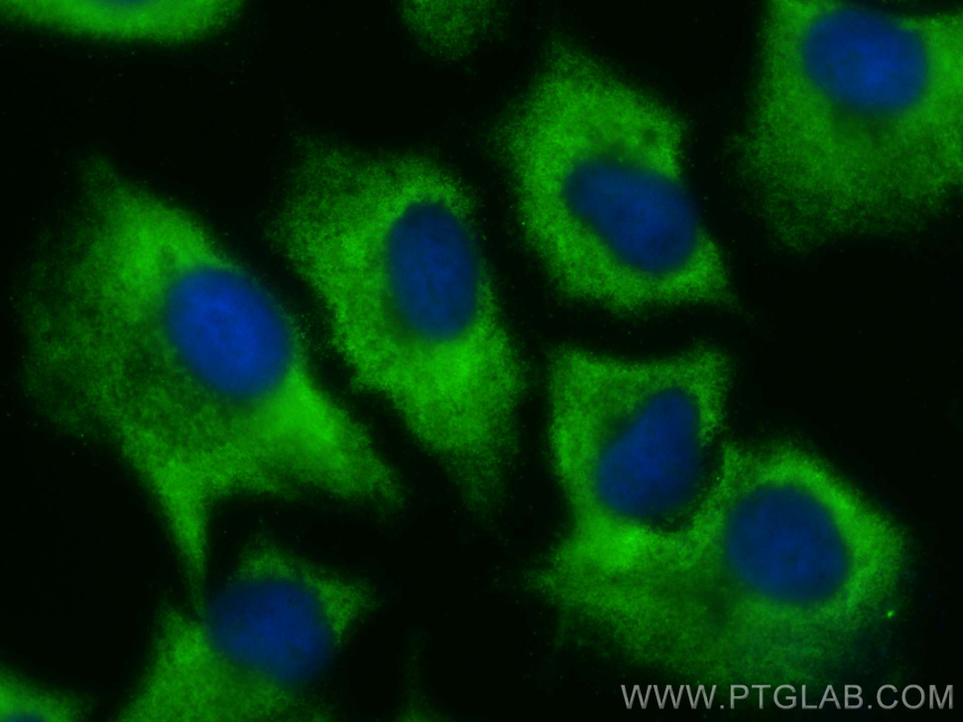 Immunofluorescence (IF) / fluorescent staining of A549 cells using CoraLite® Plus 488-conjugated FMO2 Monoclonal anti (CL488-67019)