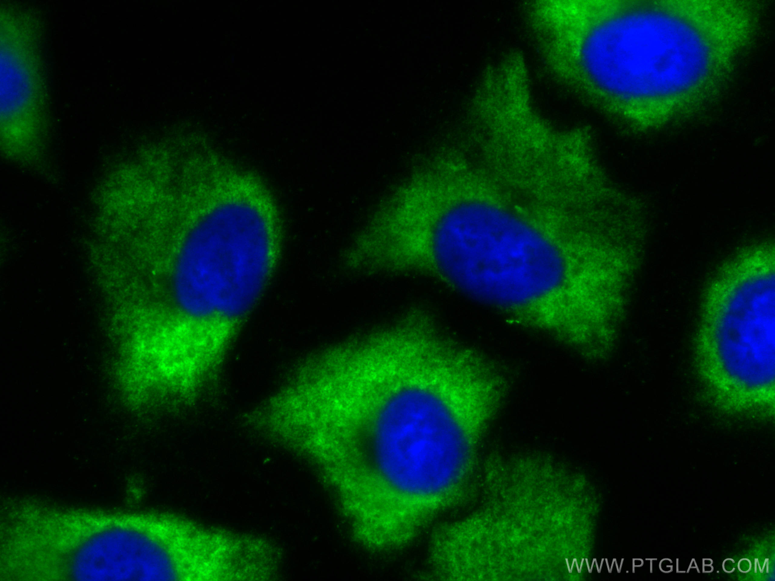 Immunofluorescence (IF) / fluorescent staining of A549 cells using CoraLite® Plus 488-conjugated FMO2 Monoclonal anti (CL488-67019)