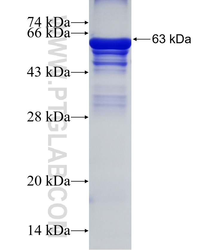 FMO2 fusion protein Ag8464 SDS-PAGE
