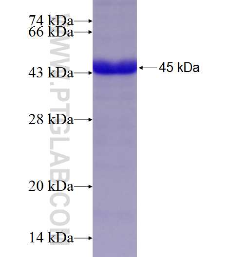 FMO2 fusion protein Ag8610 SDS-PAGE