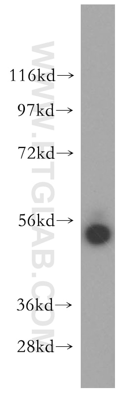 Western Blot (WB) analysis of mouse kidney tissue using FMO2-specific Polyclonal antibody (16861-1-AP)