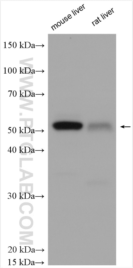 Western Blot (WB) analysis of various lysates using FMO3 Polyclonal antibody (17469-1-AP)