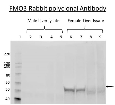 Western Blot (WB) analysis of mouse liver tissue using FMO3 Polyclonal antibody (17469-1-AP)