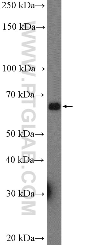 Western Blot (WB) analysis of HEK-293 cells using FMO4 Polyclonal antibody (15394-1-AP)