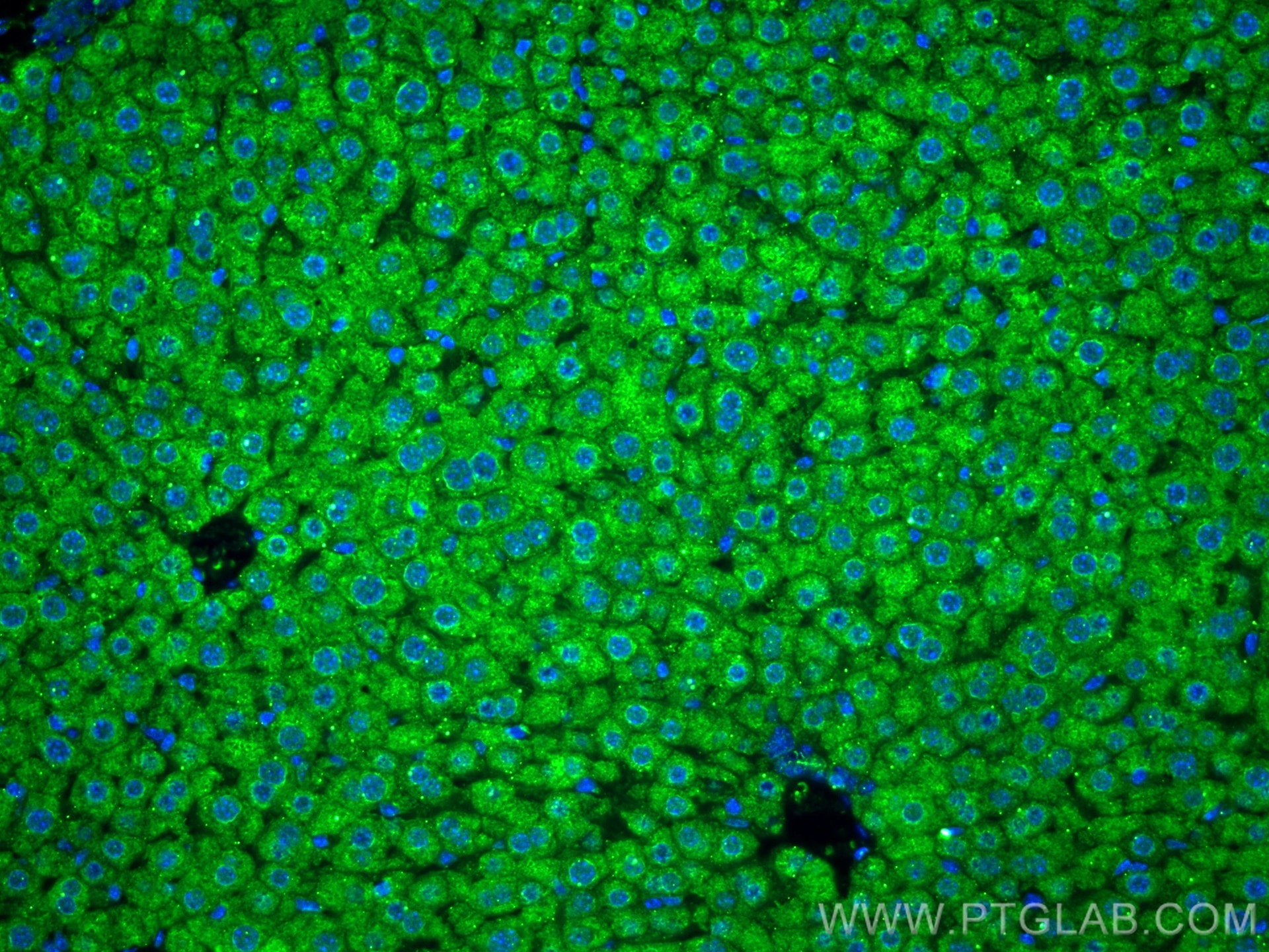 Immunofluorescence (IF) / fluorescent staining of mouse liver tissue using FMO4 Monoclonal antibody (67881-1-Ig)