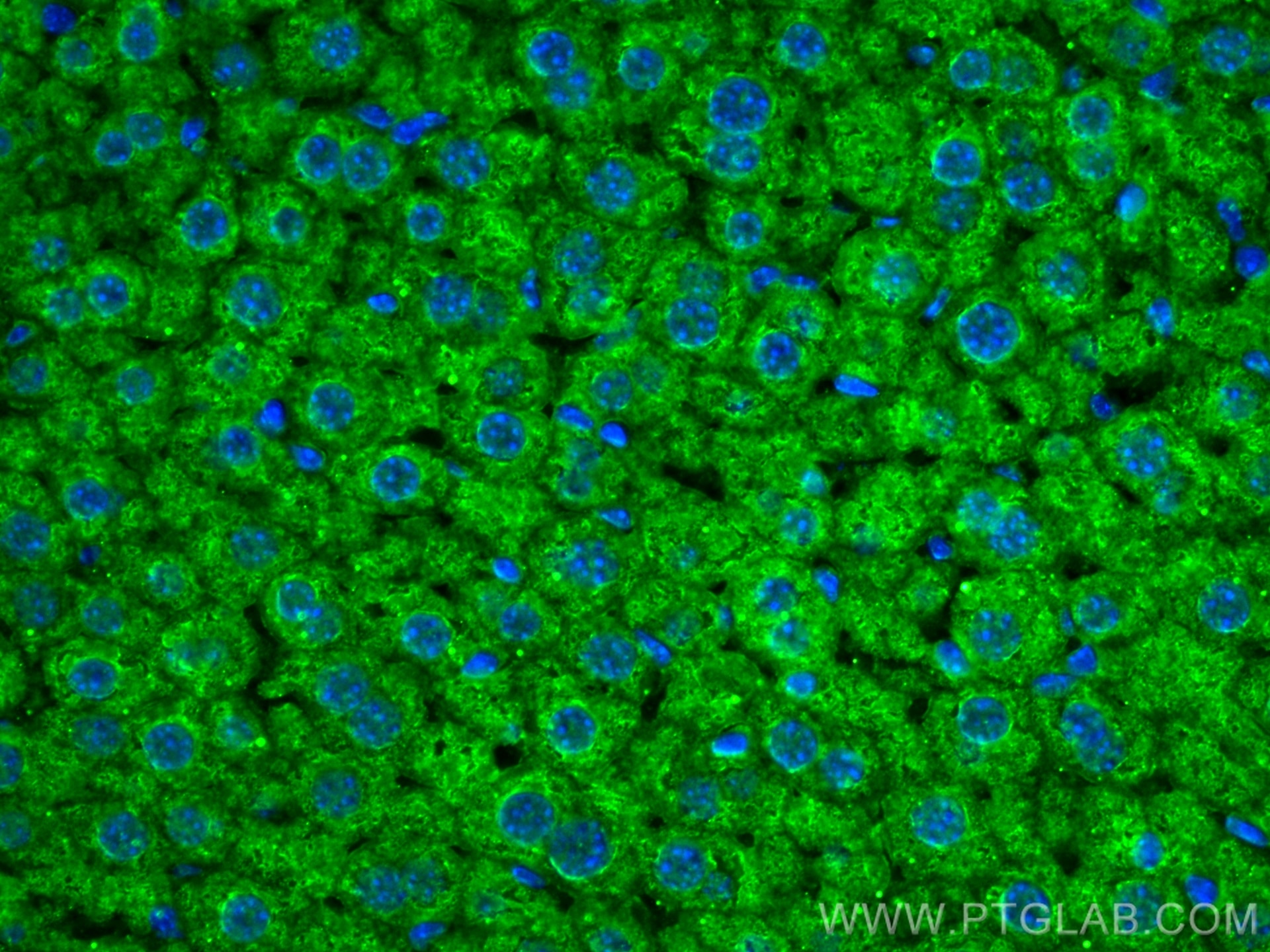 Immunofluorescence (IF) / fluorescent staining of mouse liver tissue using FMO4 Monoclonal antibody (67881-1-Ig)