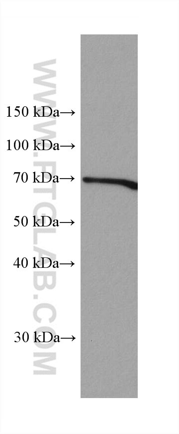 Western Blot (WB) analysis of HuH-7 cells using FMO4 Monoclonal antibody (67881-1-Ig)