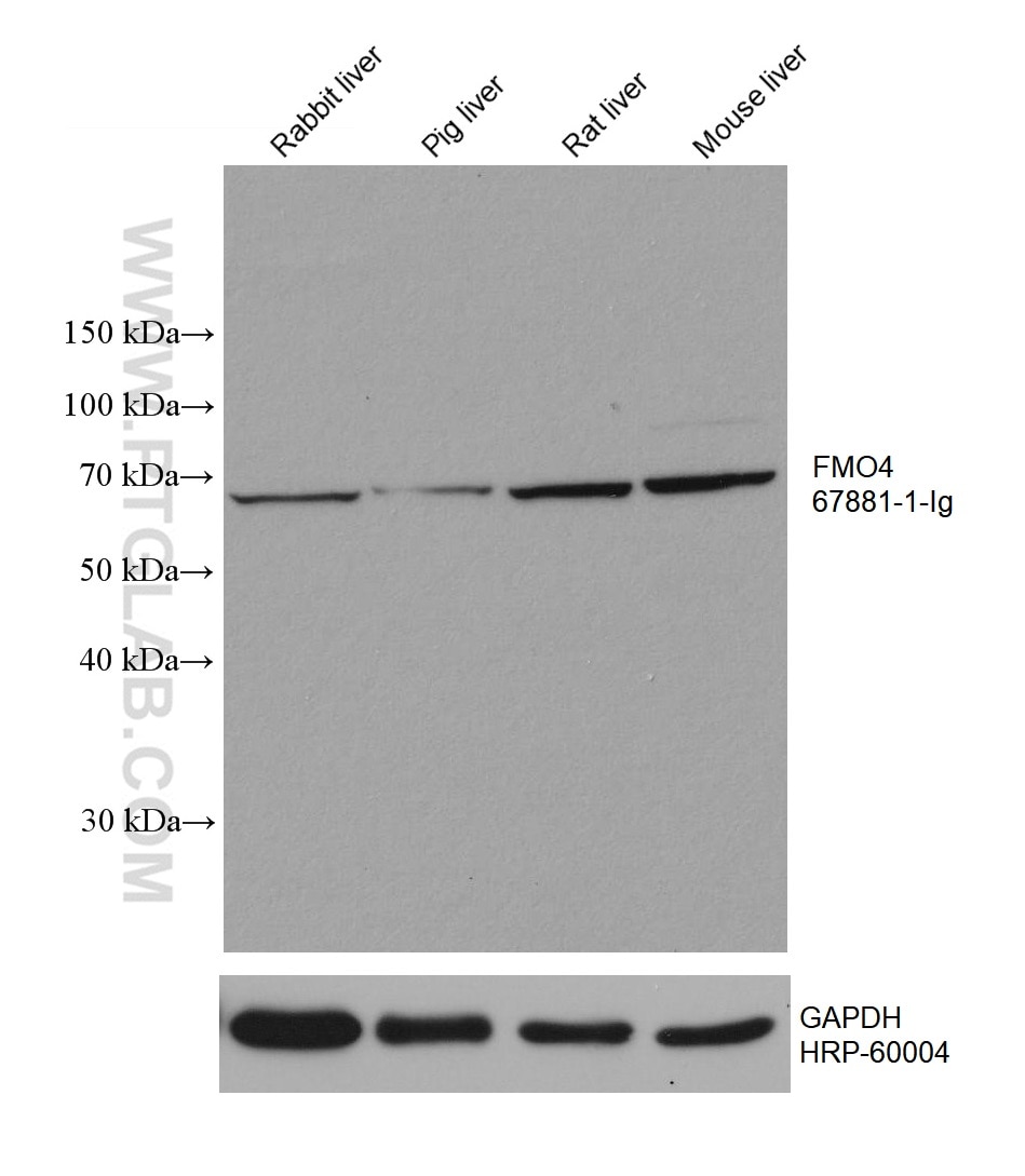 Western Blot (WB) analysis of various lysates using FMO4 Monoclonal antibody (67881-1-Ig)
