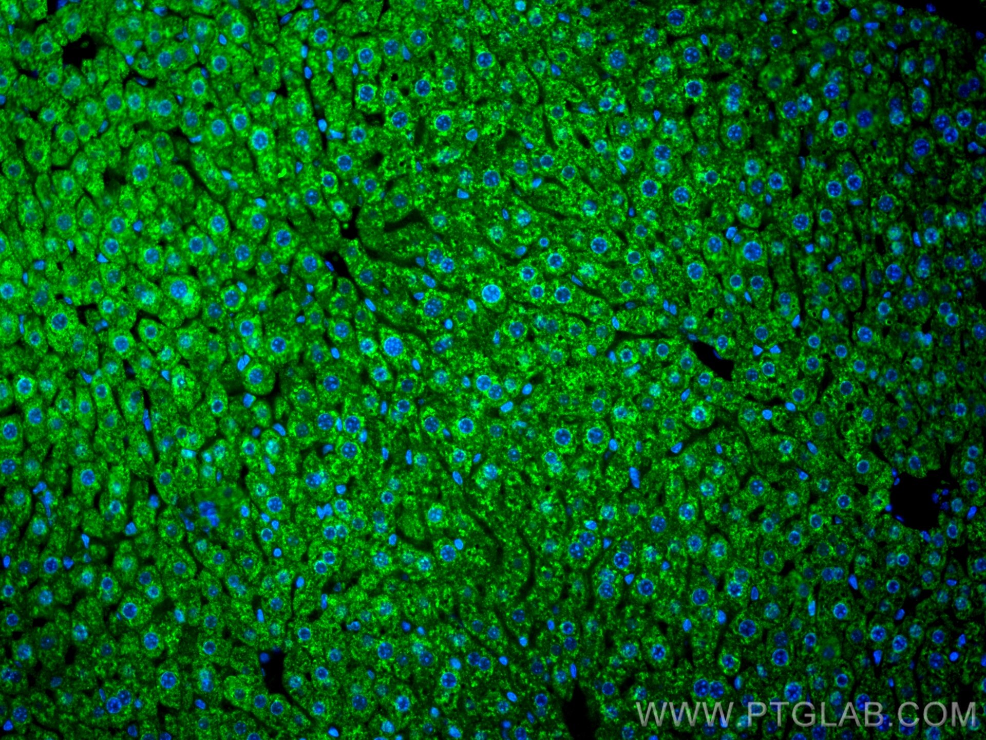 Immunofluorescence (IF) / fluorescent staining of mouse liver tissue using CoraLite® Plus 488-conjugated FMO4 Monoclonal anti (CL488-67881)