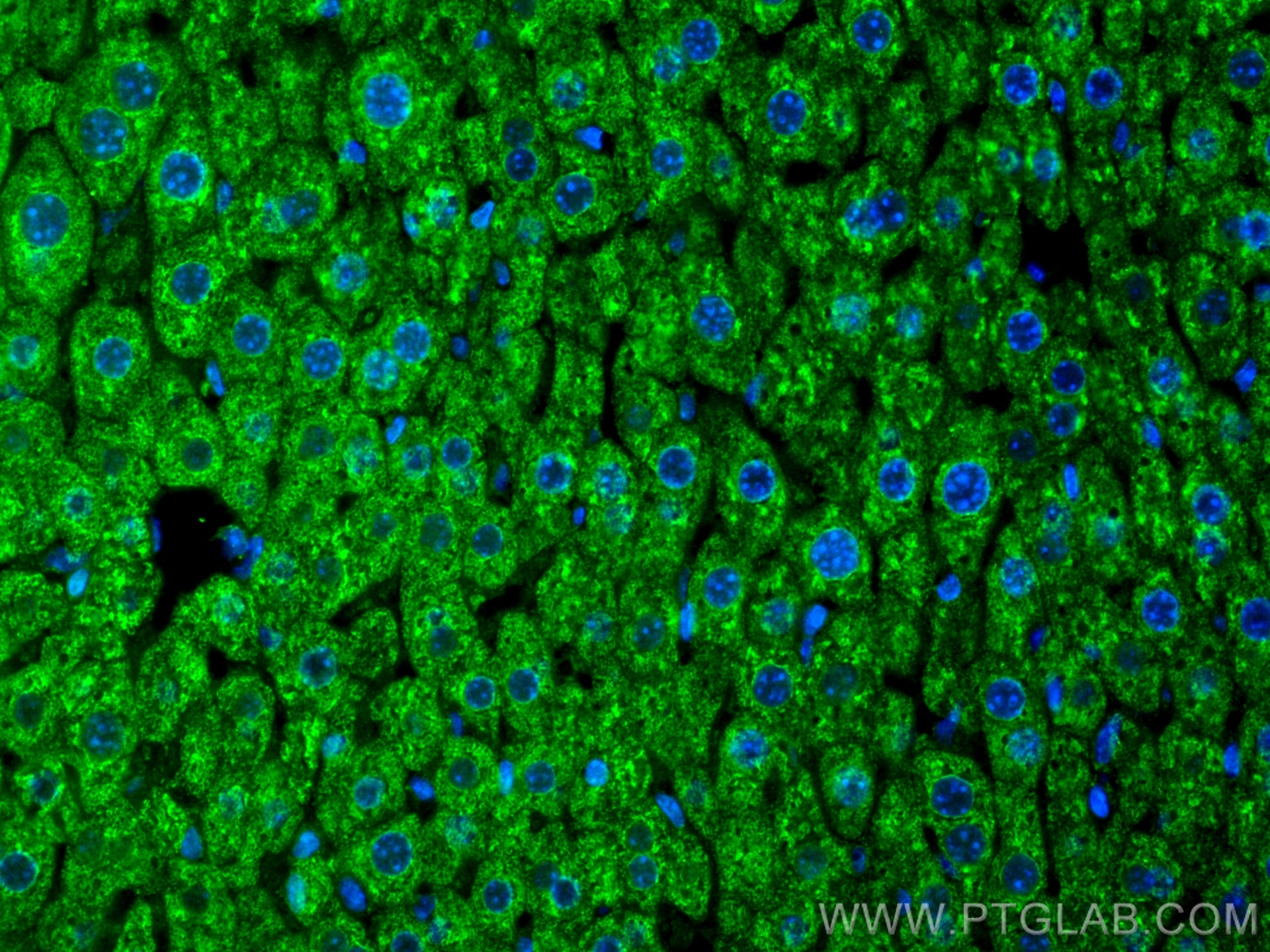 Immunofluorescence (IF) / fluorescent staining of mouse liver tissue using CoraLite® Plus 488-conjugated FMO4 Monoclonal anti (CL488-67881)