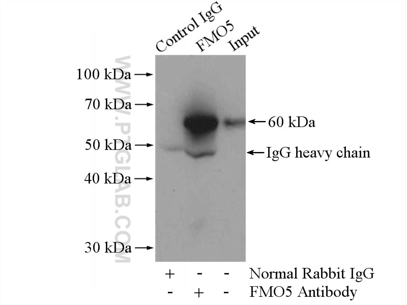 Immunoprecipitation (IP) experiment of mouse lung tissue using FMO5 Polyclonal antibody (13699-1-AP)