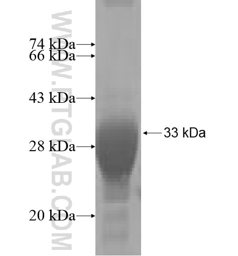 FMO5 fusion protein Ag4604 SDS-PAGE