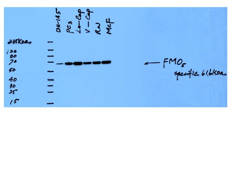 Western Blot (WB) analysis of multi-cells using FMO5-specific Polyclonal antibody (16864-1-AP)