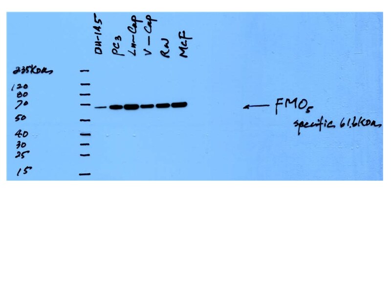 WB analysis of multi-cells using 16864-1-AP