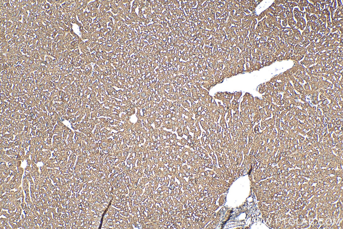 Immunohistochemistry (IHC) staining of mouse liver tissue using FMO5-specific Polyclonal antibody (16864-1-AP)