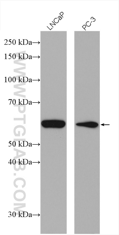 Western Blot (WB) analysis of various lysates using FMO5-specific Polyclonal antibody (16864-1-AP)