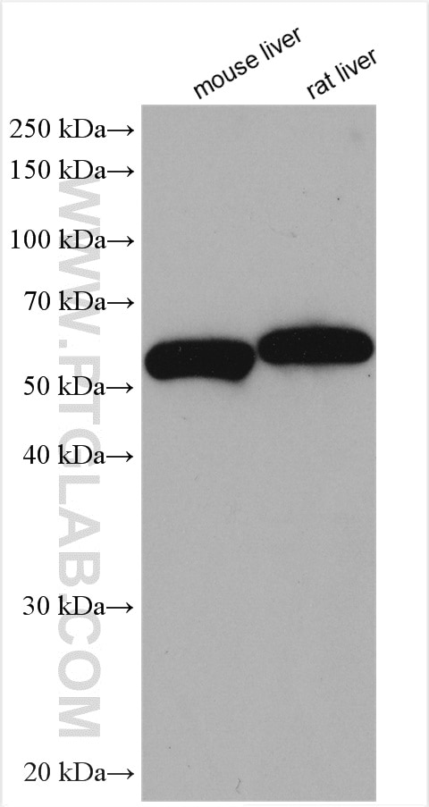 Western Blot (WB) analysis of various lysates using FMO5-specific Polyclonal antibody (16864-1-AP)