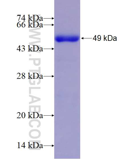 FMOD fusion protein Ag17092 SDS-PAGE