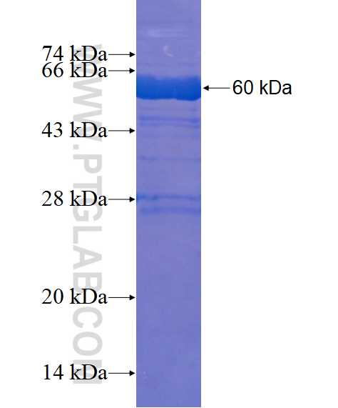 FMOD fusion protein Ag4030 SDS-PAGE