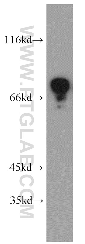 Western Blot (WB) analysis of HEK-293 cells using FMR1 Polyclonal antibody (13755-1-AP)