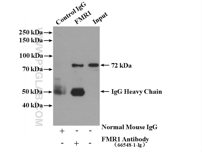 Immunoprecipitation (IP) experiment of HeLa cells using FMR1 Monoclonal antibody (66548-1-Ig)