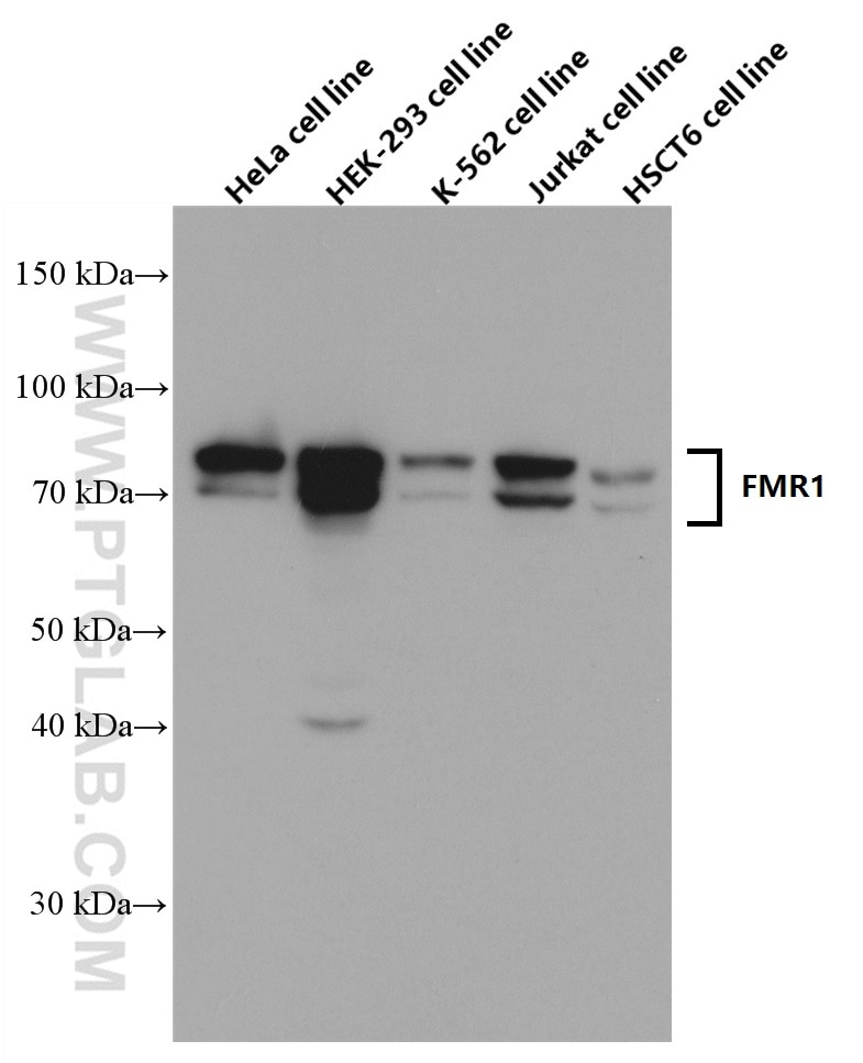 Western Blot (WB) analysis of various lysates using FMR1 Monoclonal antibody (66548-1-Ig)