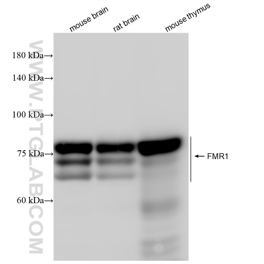 WB analysis using 87803-1-RR Western Blot (WB) analysis of various lysates using FMR1 Recombinant monoclonal antibody (87803-1-RR)