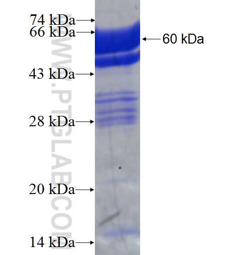 FMR1 fusion protein Ag4697 SDS-PAGE