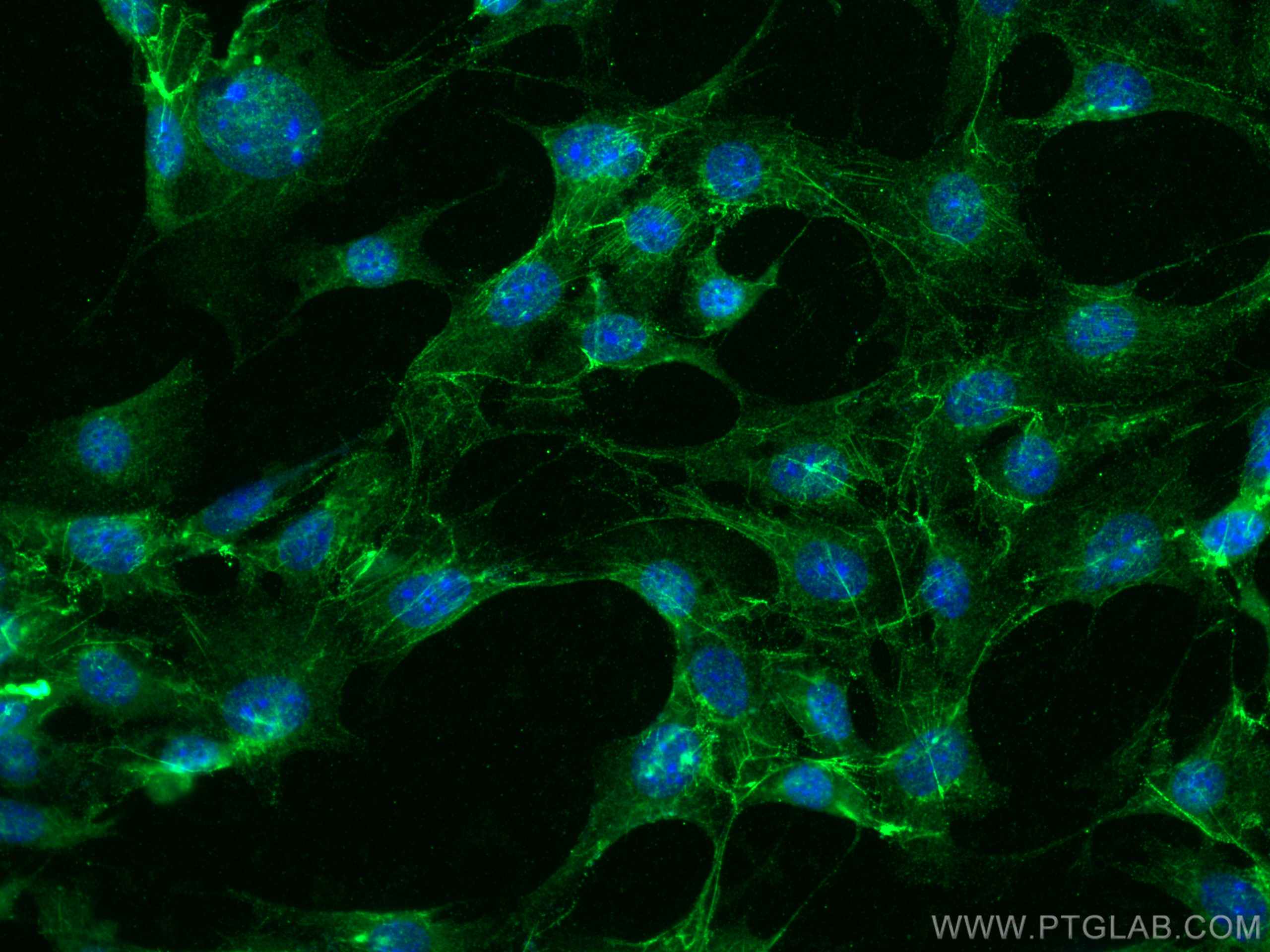 IF Staining of NIH/3T3 using 15613-1-AP