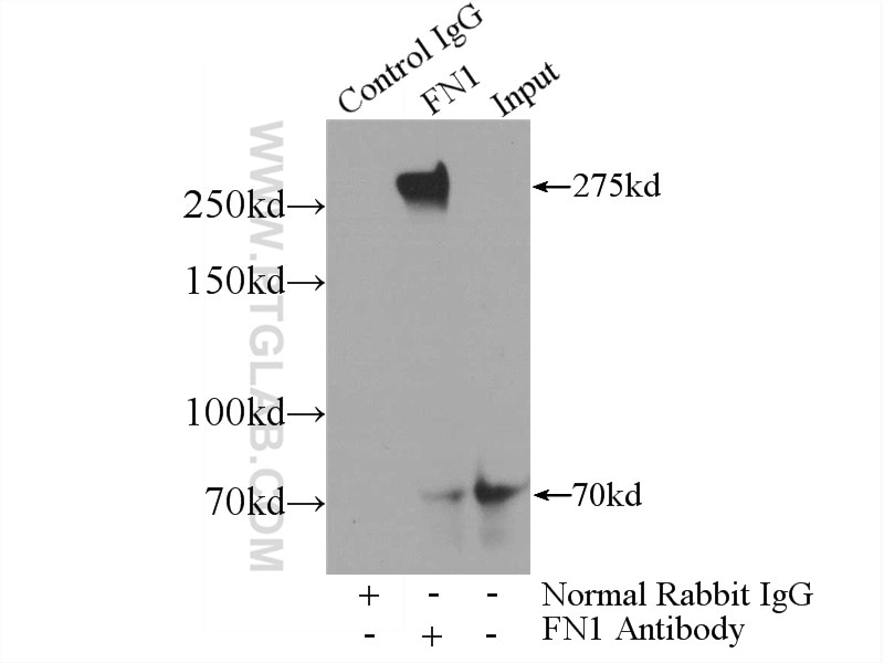 Fibronectin Polyclonal antibody