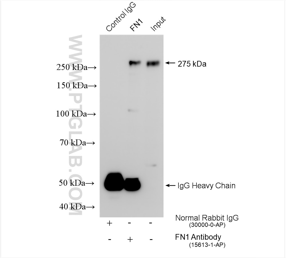 Immunoprecipitation (IP) experiment of NIH/3T3 cells using Fibronectin Polyclonal antibody (15613-1-AP)