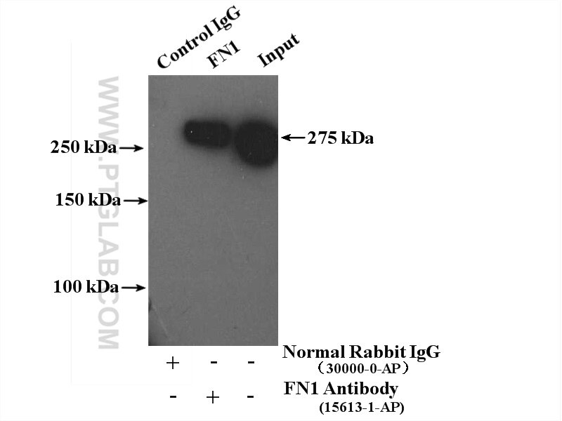 Immunoprecipitation (IP) experiment of NIH/3T3 cells using Fibronectin Polyclonal antibody (15613-1-AP)