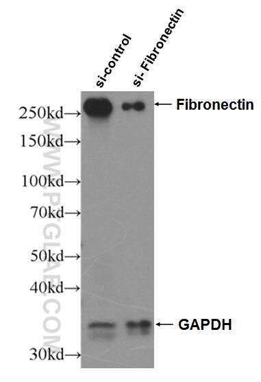 Western Blot (WB) analysis of NIH/3T3 cells using Fibronectin Polyclonal antibody (15613-1-AP)