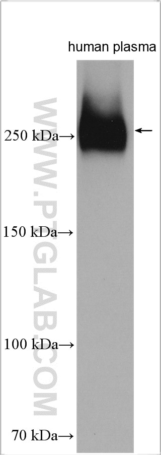 Western Blot (WB) analysis of human plasma using Fibronectin Polyclonal antibody (15613-1-AP)