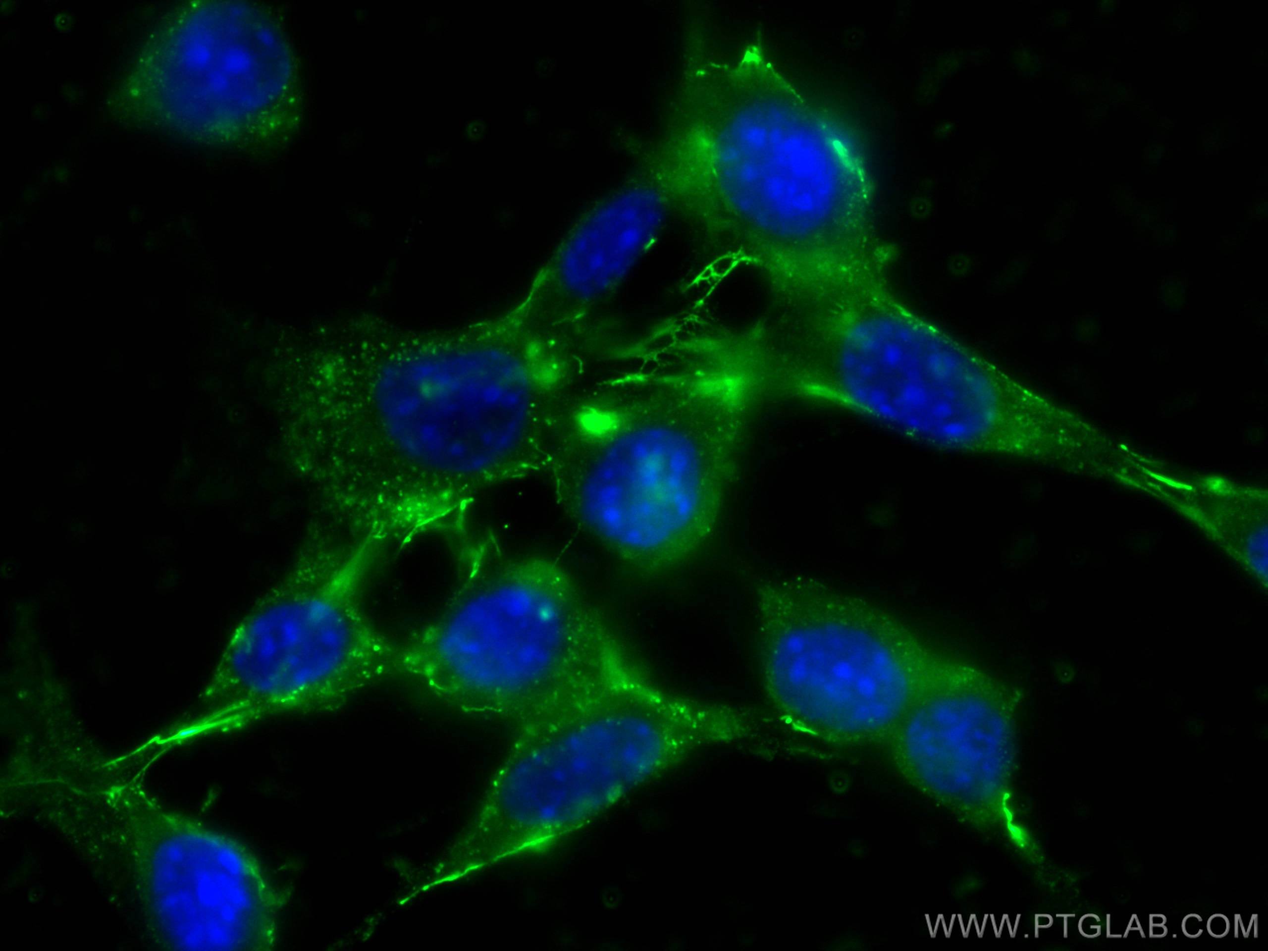 Immunofluorescence (IF) / fluorescent staining of NIH/3T3 cells using Fibronectin Monoclonal antibody (66042-1-Ig)