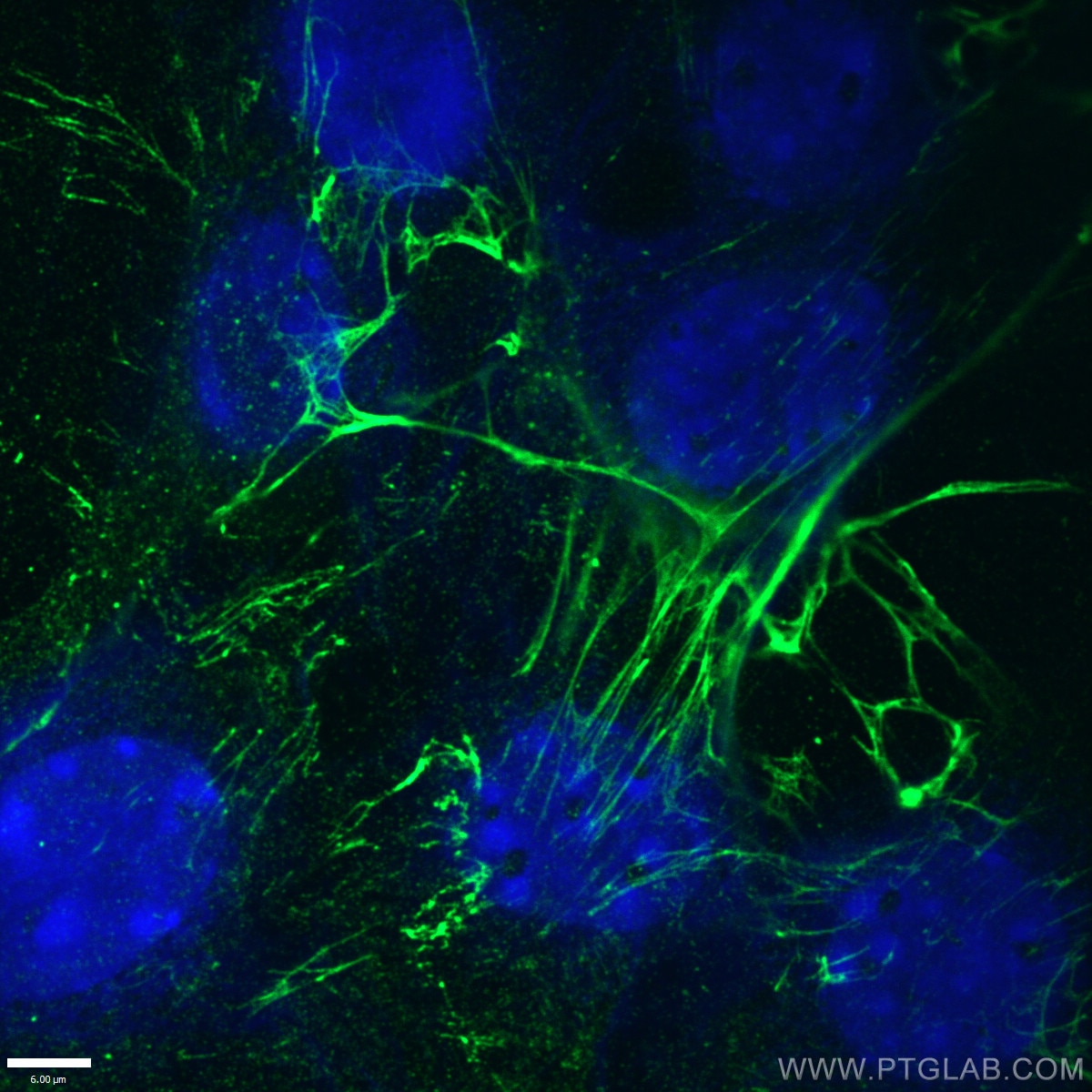 IF Staining of NIH/3T3 using 66042-1-Ig