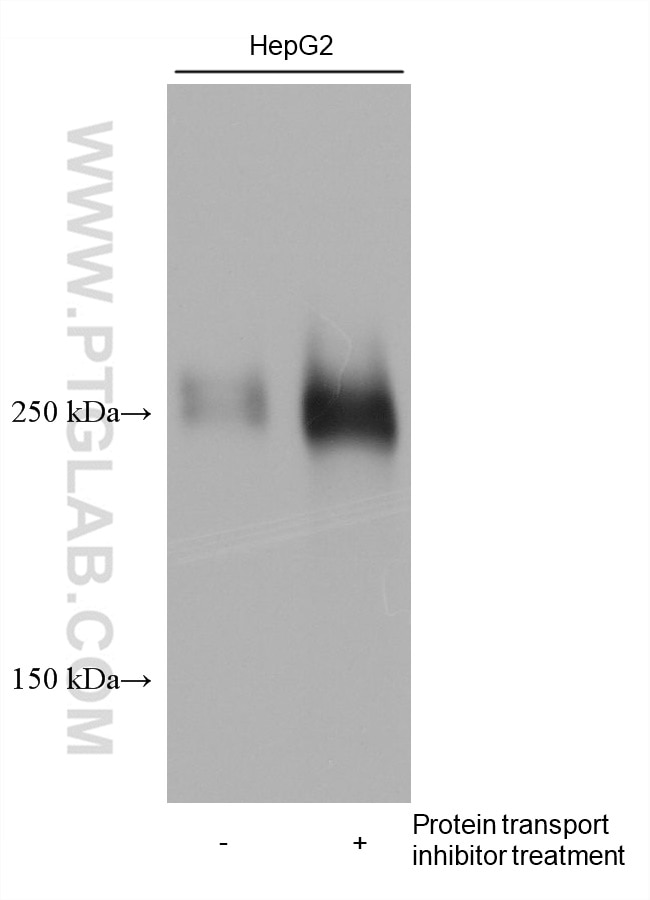 Western Blot (WB) analysis of various lysates using Fibronectin Monoclonal antibody (66042-1-Ig)