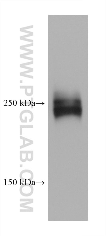 Western Blot (WB) analysis of HuH-7 cells using Fibronectin Monoclonal antibody (66042-1-Ig)