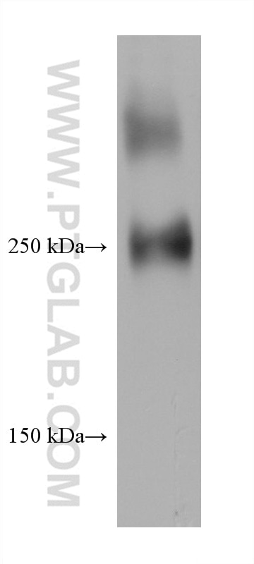 Western Blot (WB) analysis of U2OS cells using Fibronectin Monoclonal antibody (66042-1-Ig)