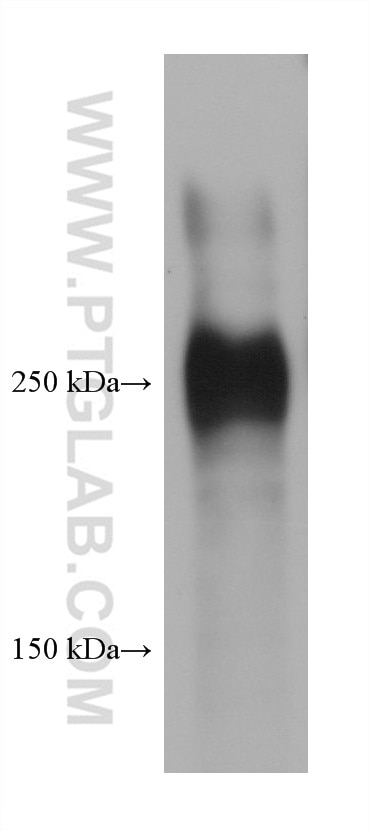 Western Blot (WB) analysis of MG-63 cells using Fibronectin Monoclonal antibody (66042-1-Ig)