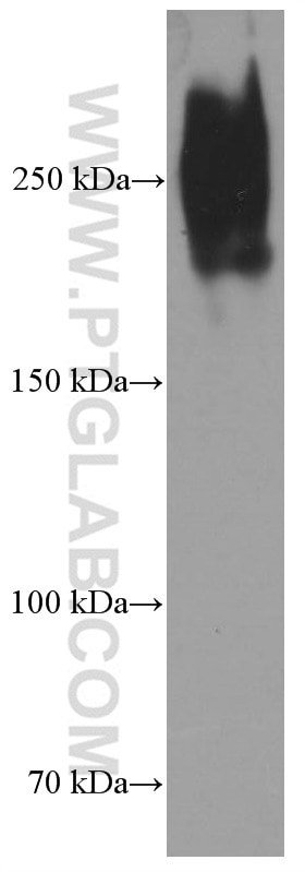 Western Blot (WB) analysis of human plasma using Fibronectin Monoclonal antibody (66042-1-Ig)