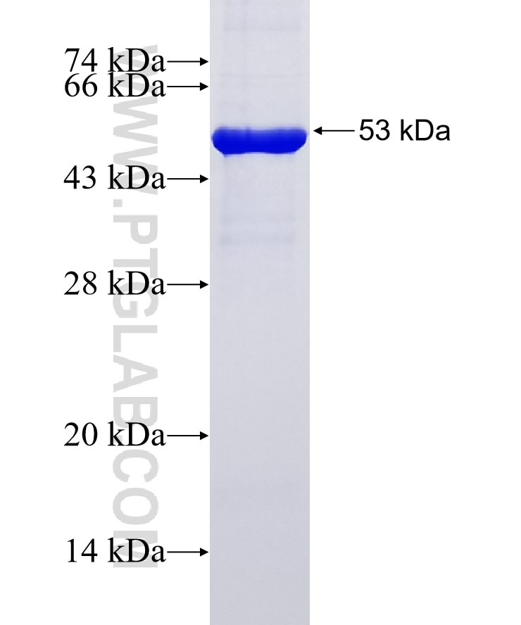 FN1 fusion protein Ag8004 SDS-PAGE