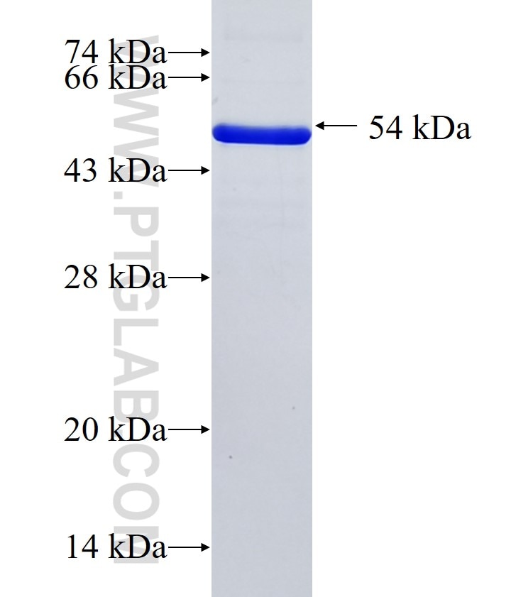 FN1 fusion protein Ag8004 SDS-PAGE