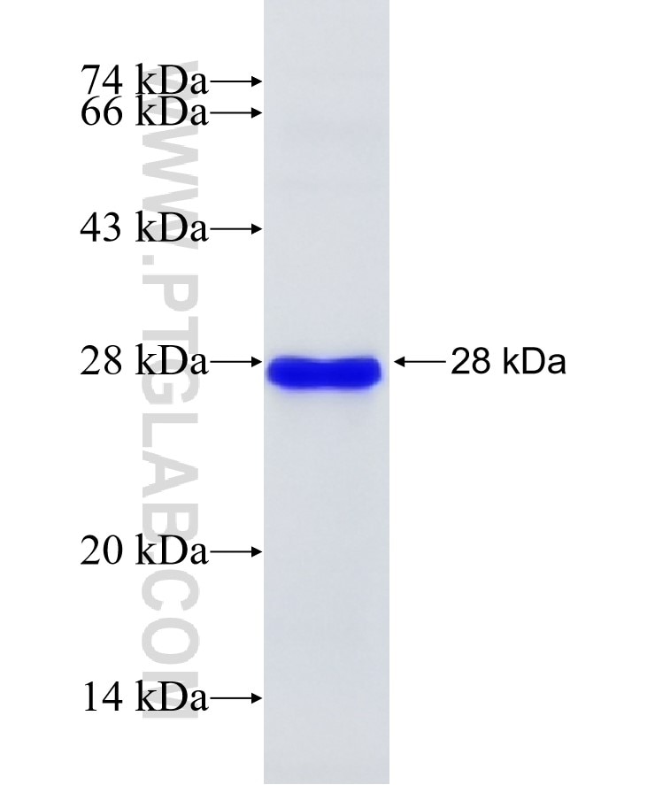 FN1 fusion protein Ag8016 SDS-PAGE